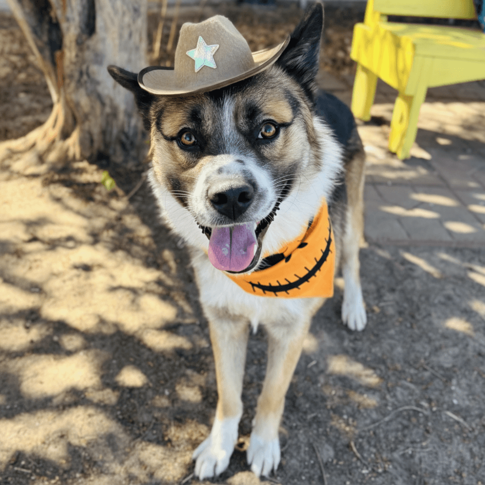 An image of one of the dogs for adoption. 