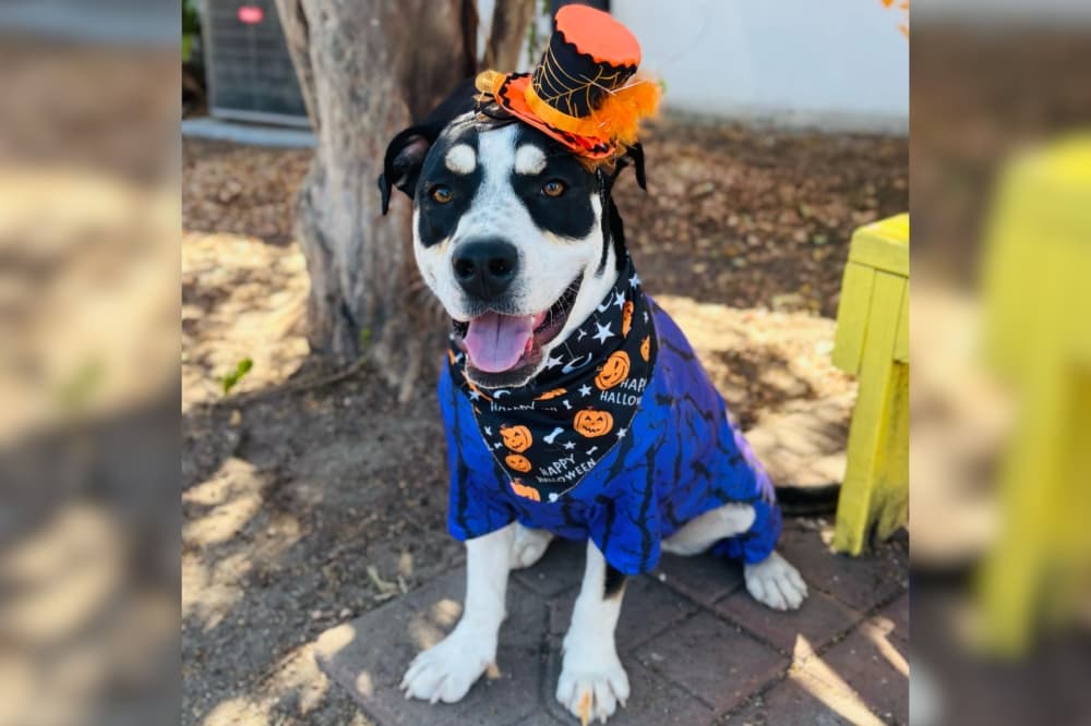 Bastrop County Animal Services seeks to build bonds between animals and adoptees