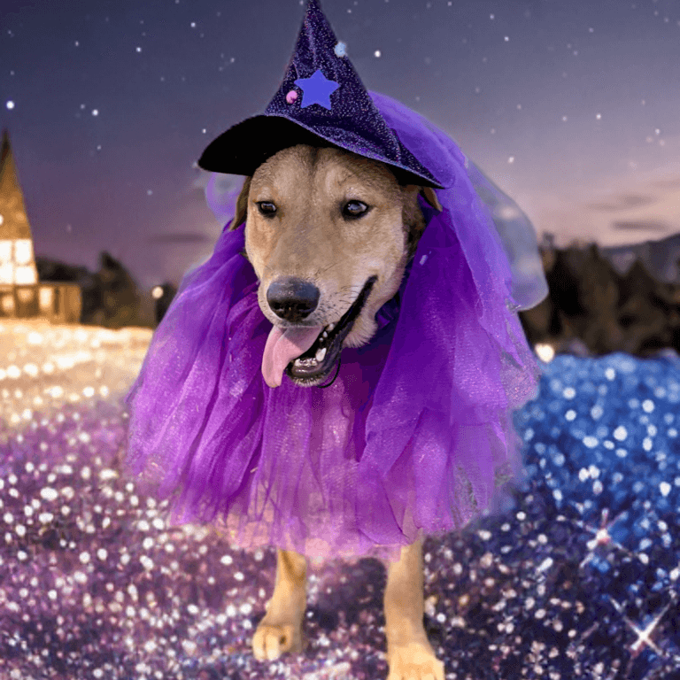 An image of one of the dogs for adoption. 