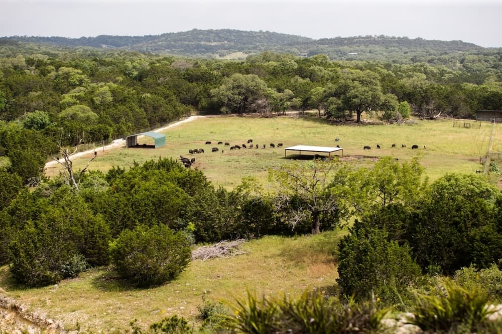 San Antonio-based wildlife rescue group to centralize operations in Kendall County