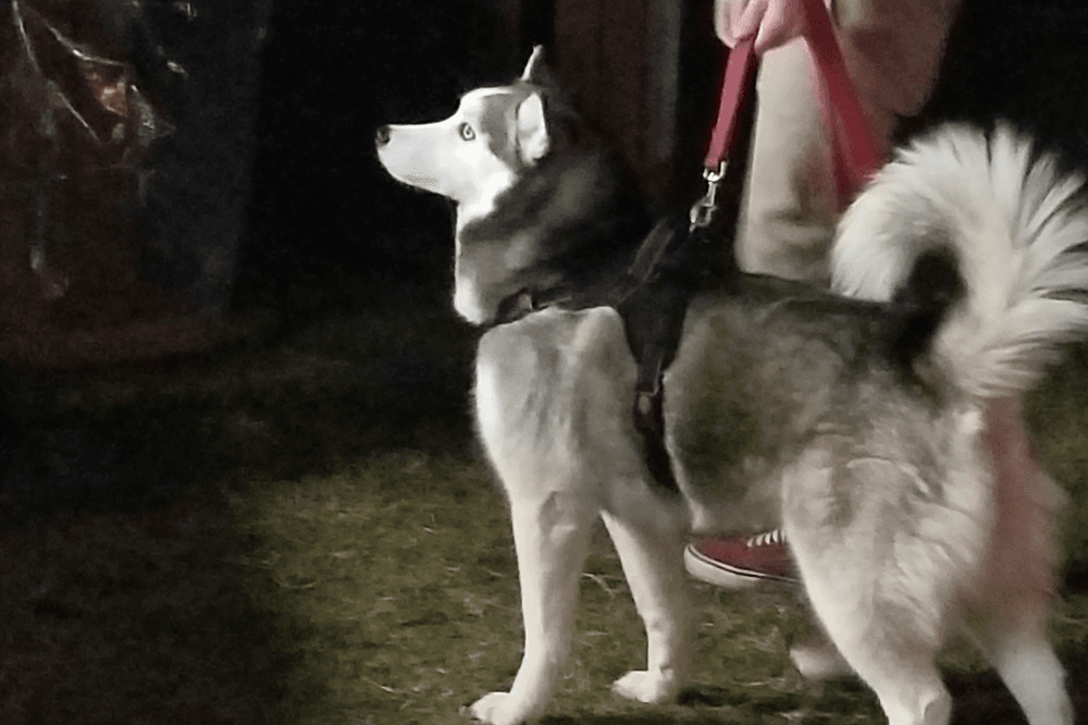 Husky