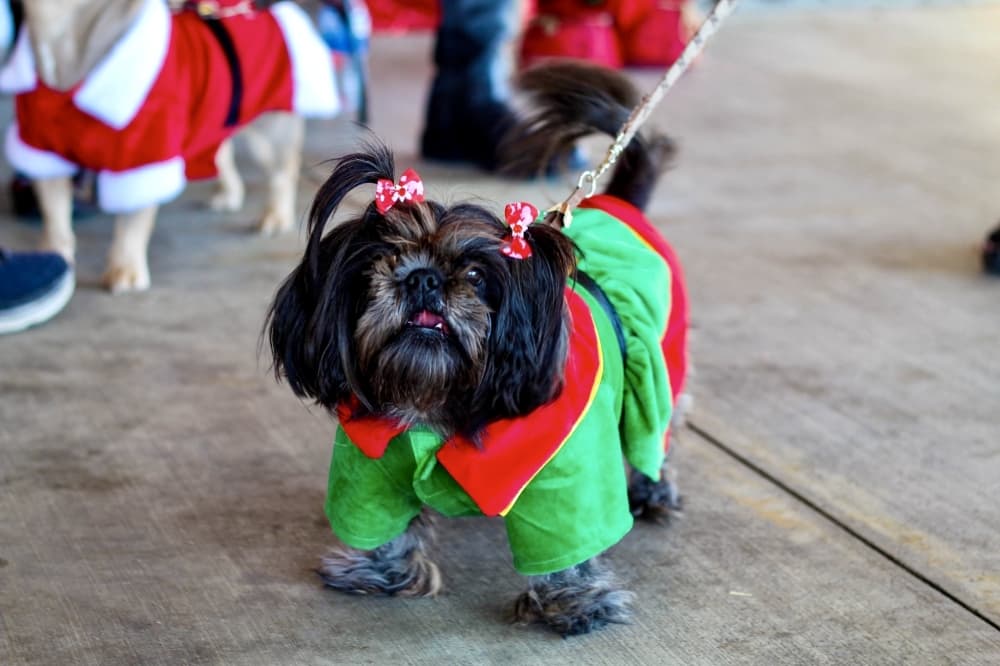 Christmas is in the Air, Santa Paws Holiday Market: 12 holiday events to attend in New Caney, Porter