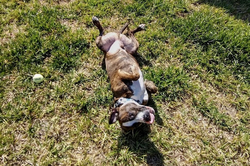 HTX Happy Tails Dog Walking & Pet Services now serving East Montgomery County, Kingwood