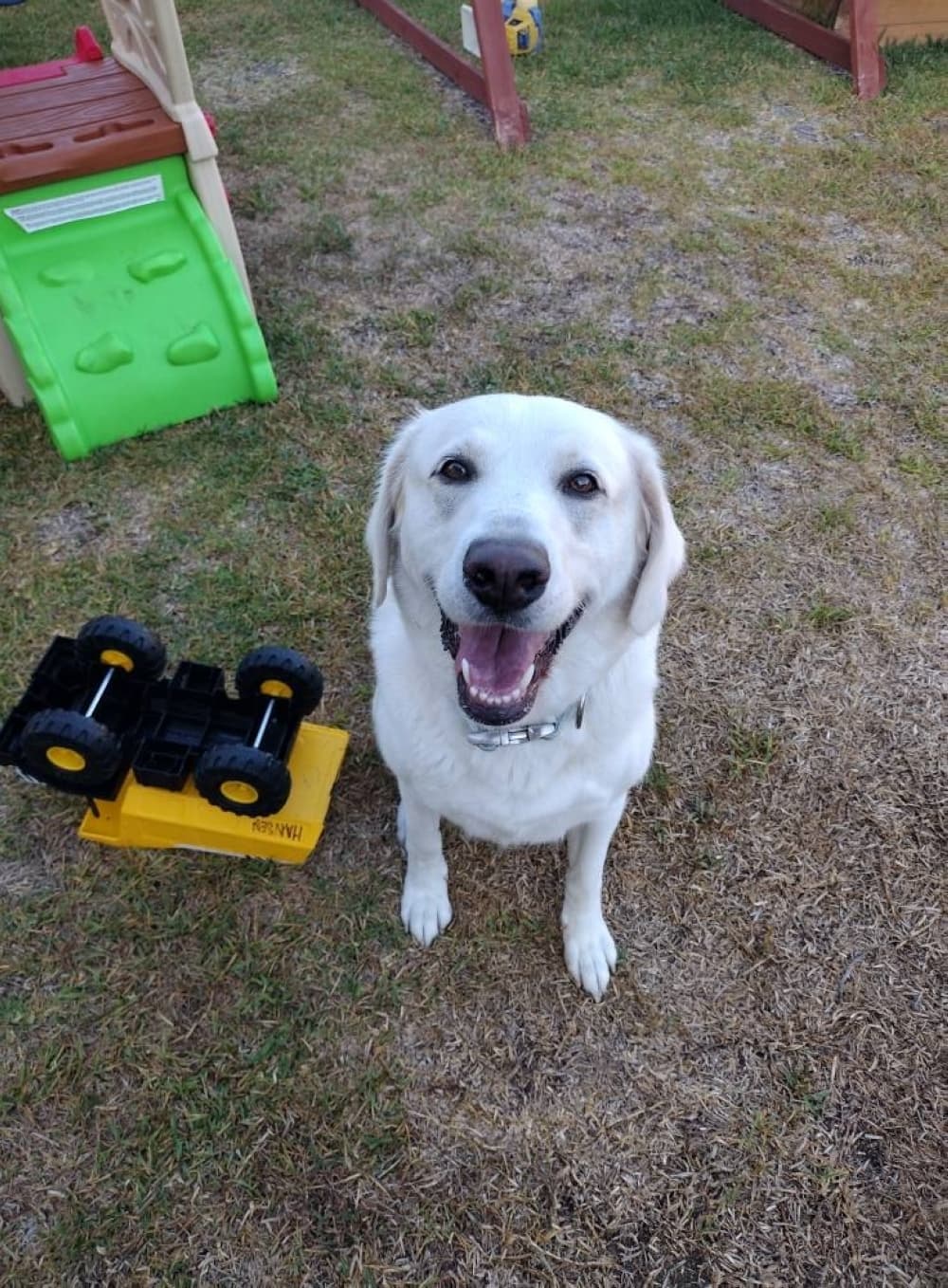 White lab dog looking at camera while playing outside