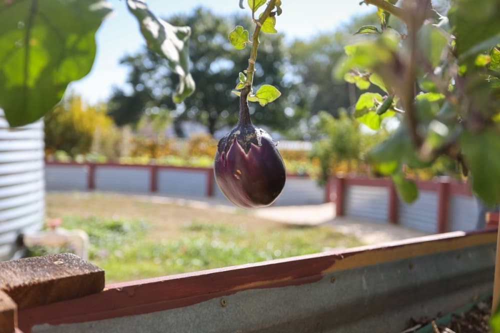 Vegetables, such as eggplants, grow in the New Braunfels Food Bank's garden. (Ethan Thomas/Community Impact)