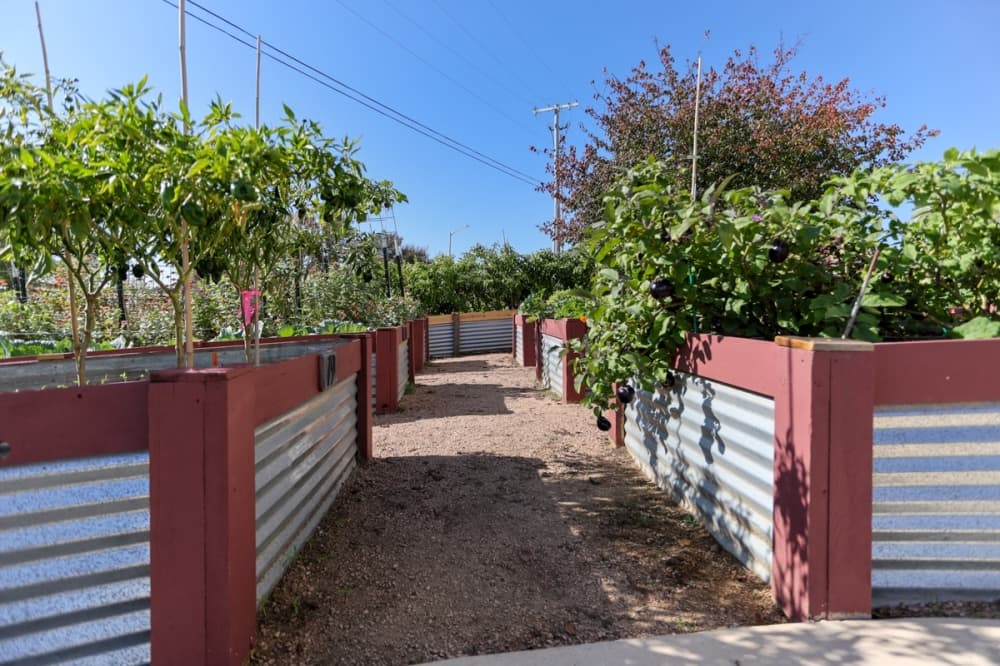 The New Braunfels Food Bank has 38 raised-bed gardens, tended to by volunteers, that grow produce available for community members in need. (Ethan Thomas/Community Impact)