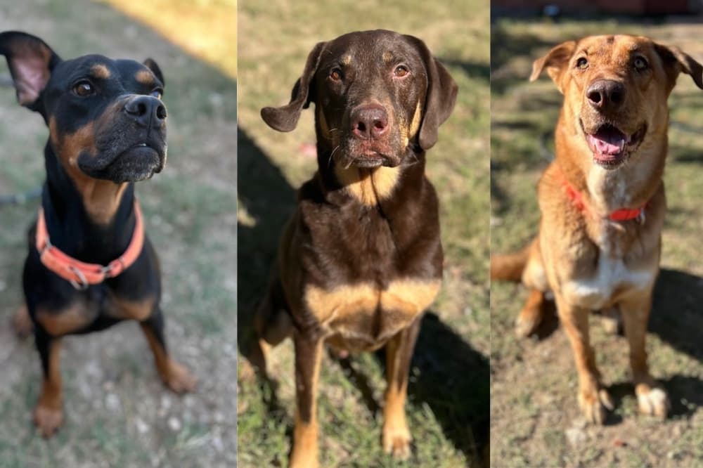 San Marcos shelter issues plea for help as pets face euthanasia