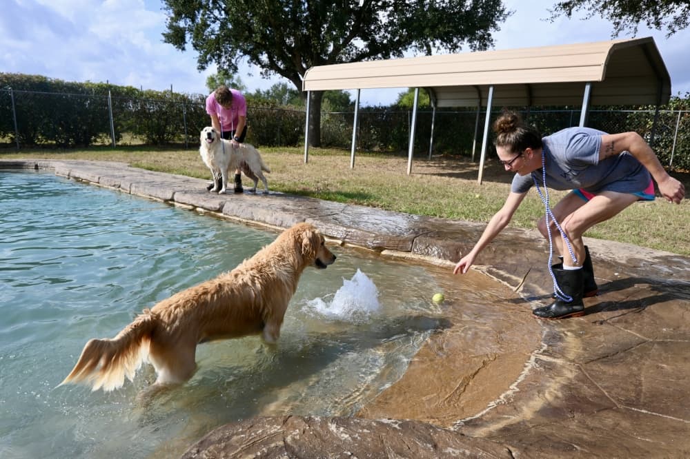 dog playing