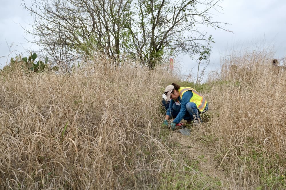 Environmental nonprofit preserves native plants at SU 560 development site