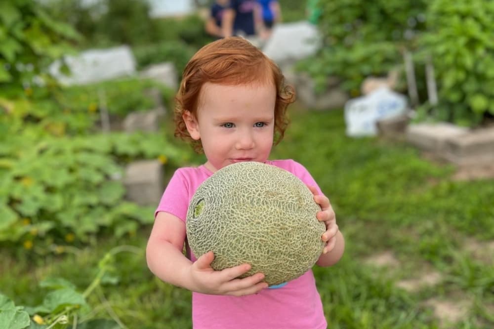 Tomball Community Garden grows fresh produce to donate to Tomball Emergency Assistance Ministries. (Courtesy Tomball Community Garden)