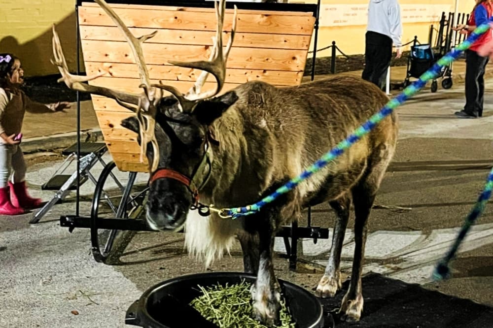 reindeer