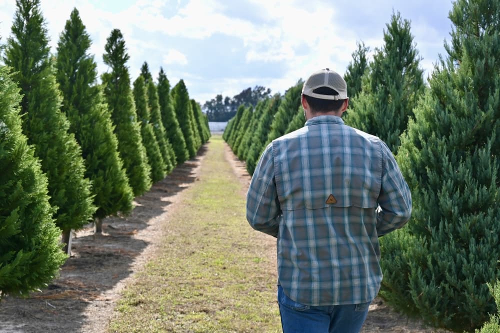 Christmas trees sold by Froberg sell for around $40-$200, with some as tall as 12 feet. (Roo Moody/Community Impact)