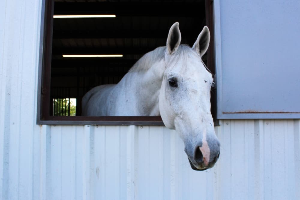 A white horse's head is poking through a stable window. 