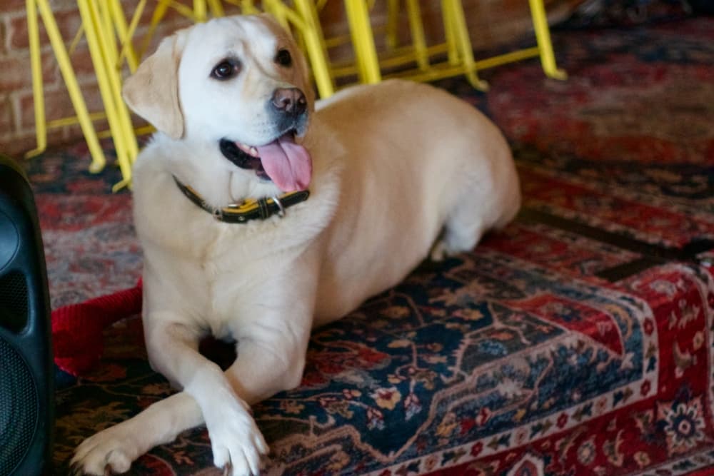 A yellow labrador retriever 