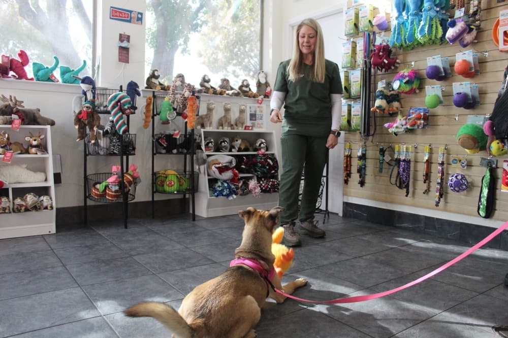 Rethinking animal services: Frisco looks to build $12.8M facility through public-private partnership