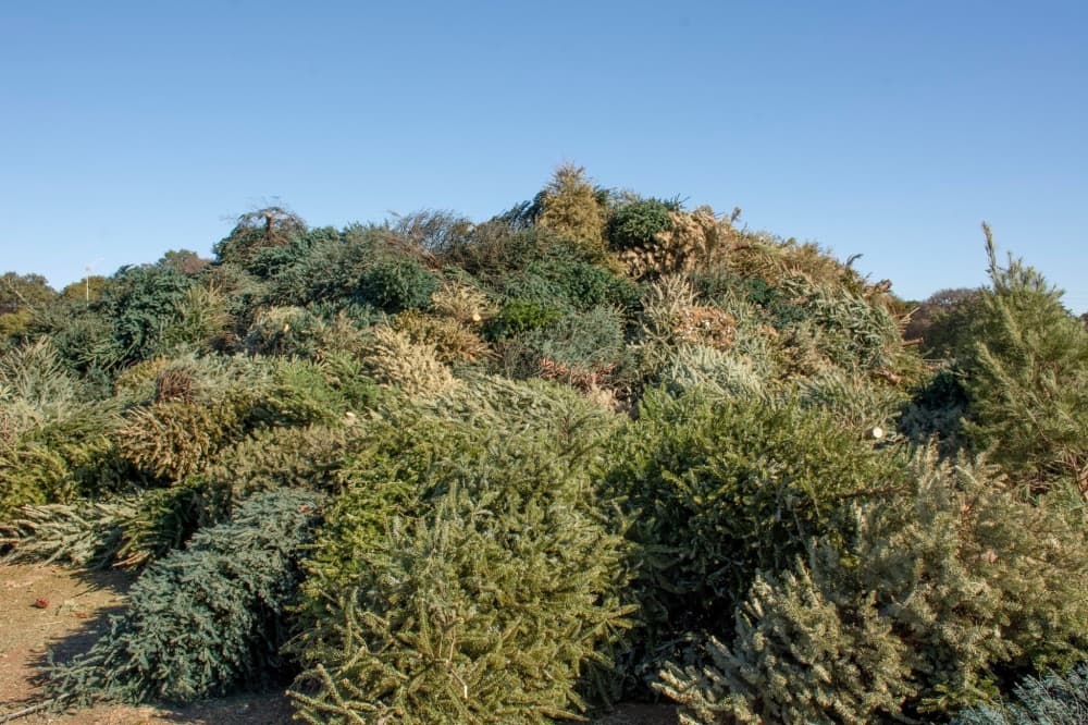 Austin, Travis County offer free Christmas tree recycling