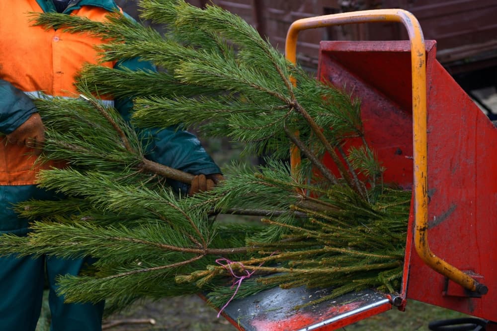 Where to recycle live Christmas trees in Prosper