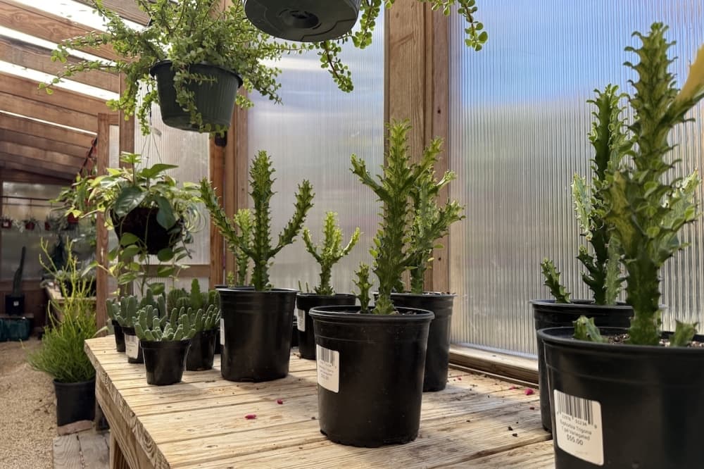 Shades of Green plant nursery to close, reopen as public garden in San Antonio