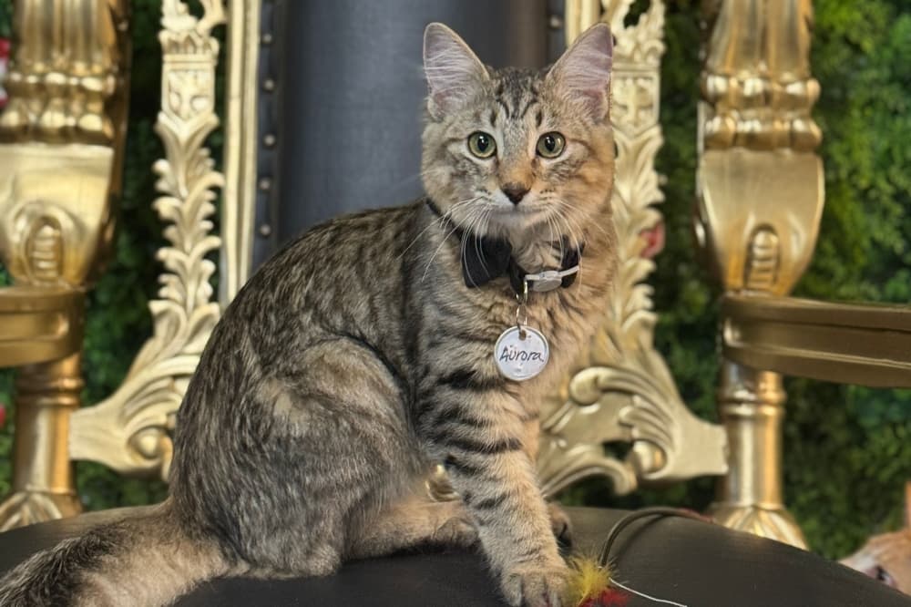 Sydney’s Cat Lounge crafts space for community to meet adoptable cats in Austin