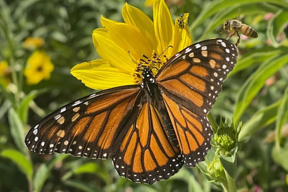 San Marcos Price Center seeks supplies for pollinator garden