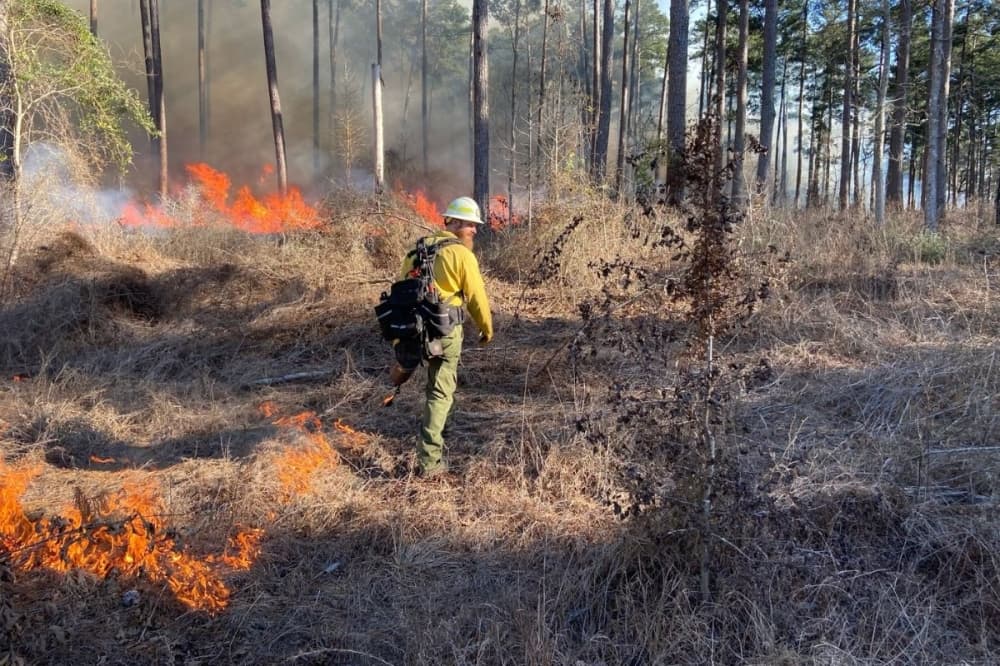 Prescribed burn planned for W.G. Jones State Forest near Conroe on Jan. 15