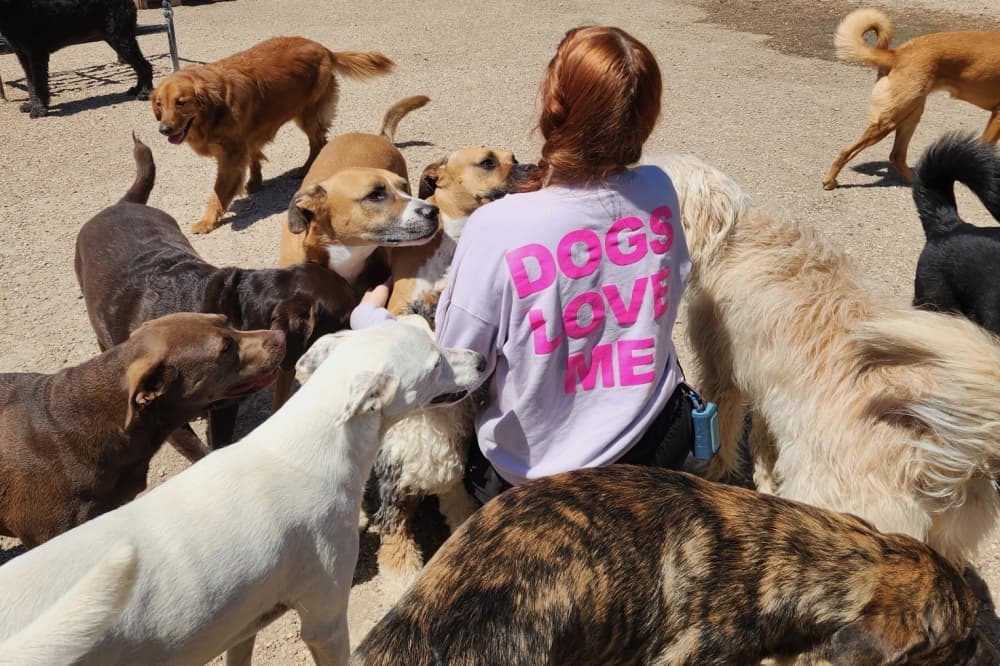Hip Hounds works with owners to care for Round Rock dogs