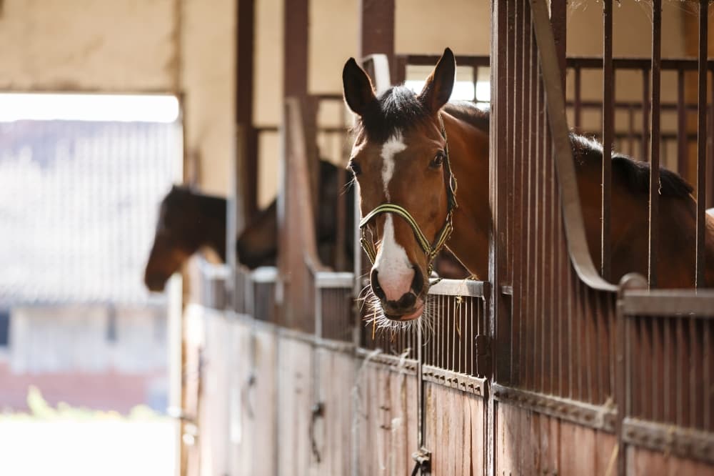 A.V. 'Bull' Sallas Park reopens rodeo arena following temporary closure