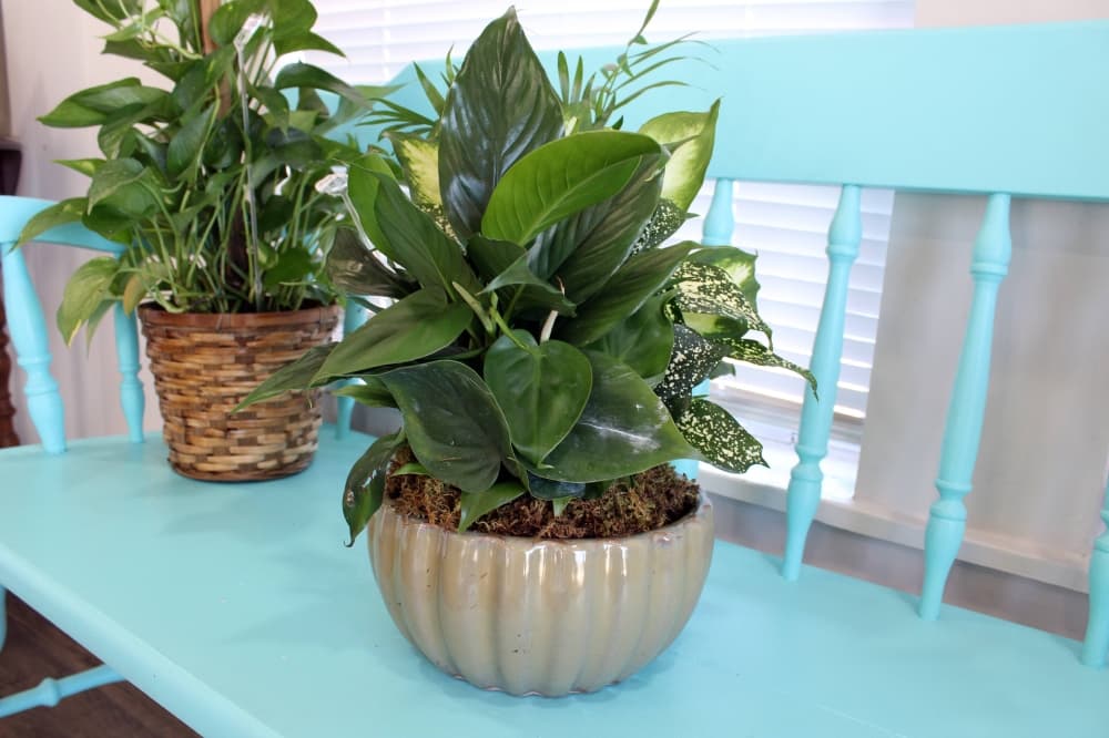 Two potted plants sitting on a light blue bench. 