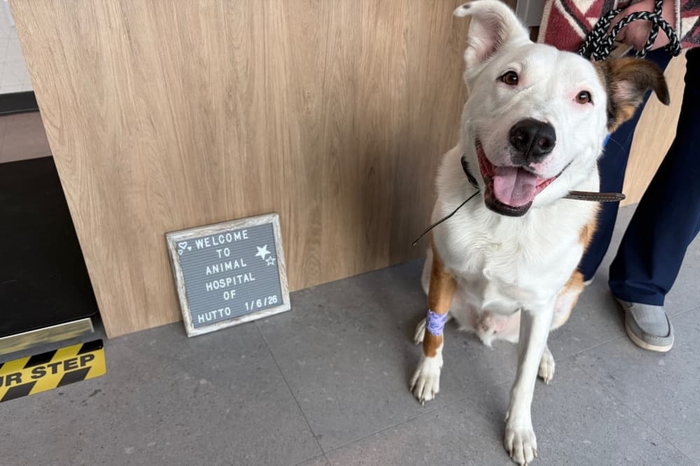 (Courtesy Animal Hospital of Hutto)