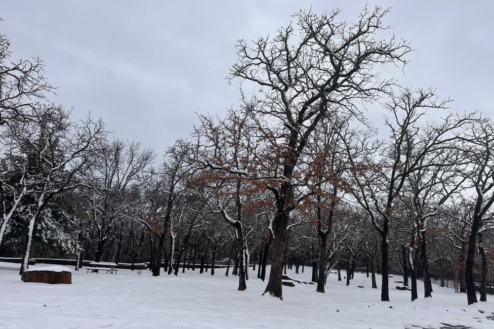 snow and trees