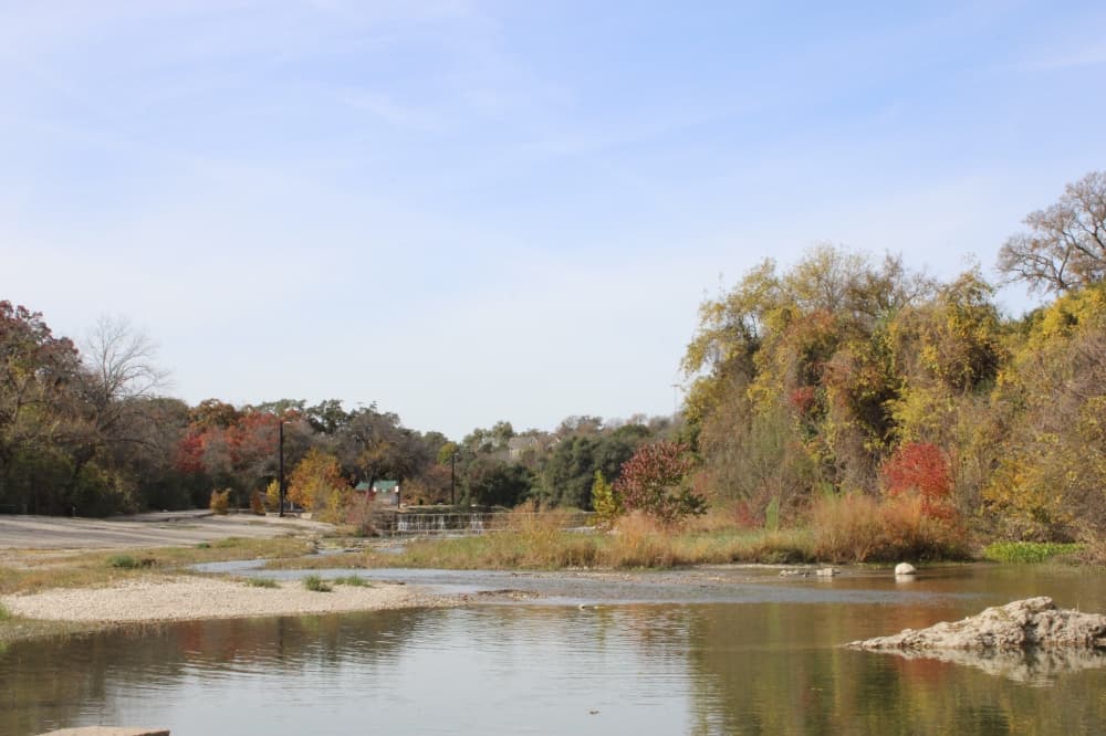 Georgetown plans city-wide urban forest strategy