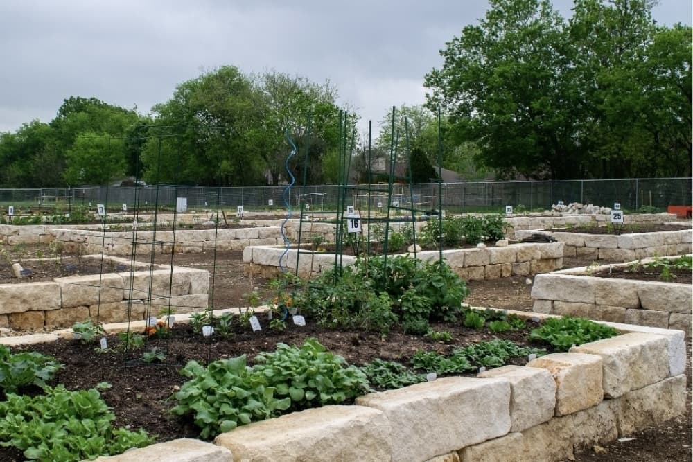 Rentals for Georgetown's Heritage Community Garden open Feb. 2