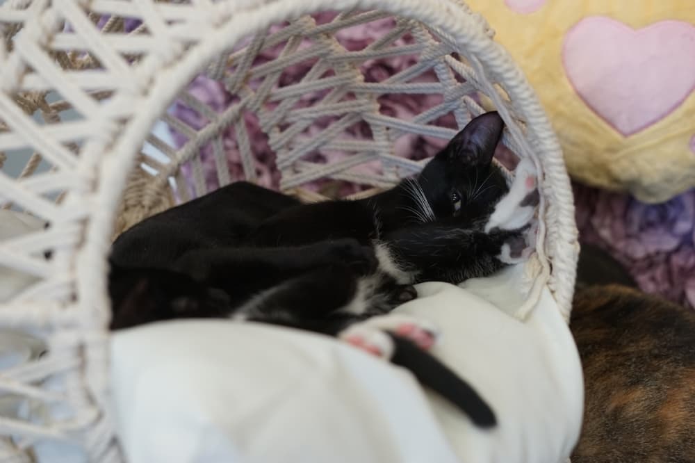Purrfecto Cat Lounge to bring cat cafe experience to San Antonio this May