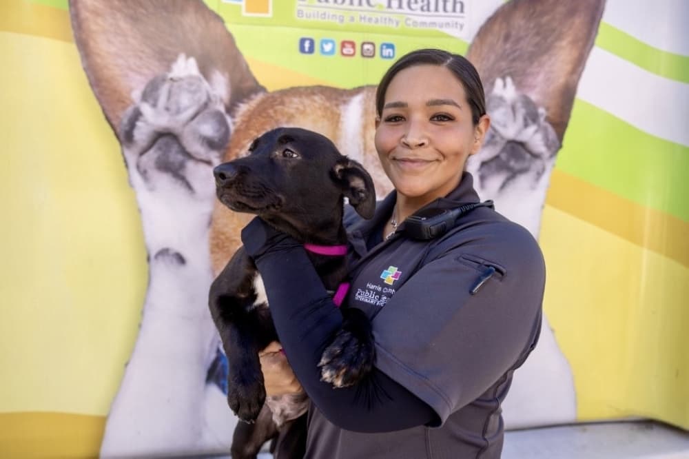 Harris County Pets expands low-cost spay, neuter services in February