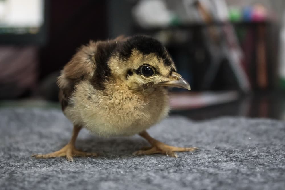 San Antonio Zoo celebrates hatching of 2 rare Congo peafowl chicks