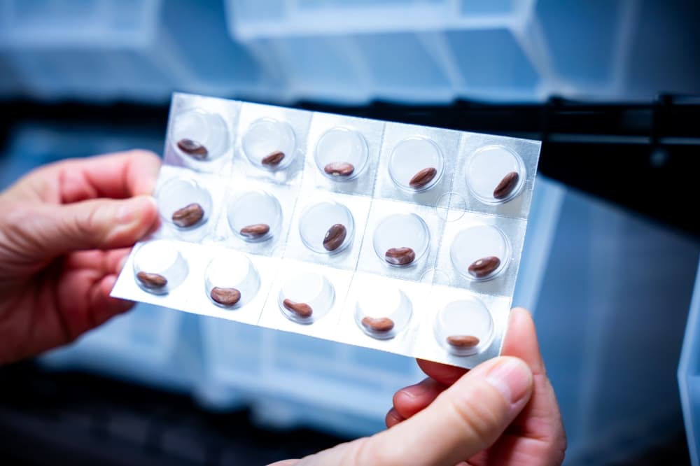 Pills in case