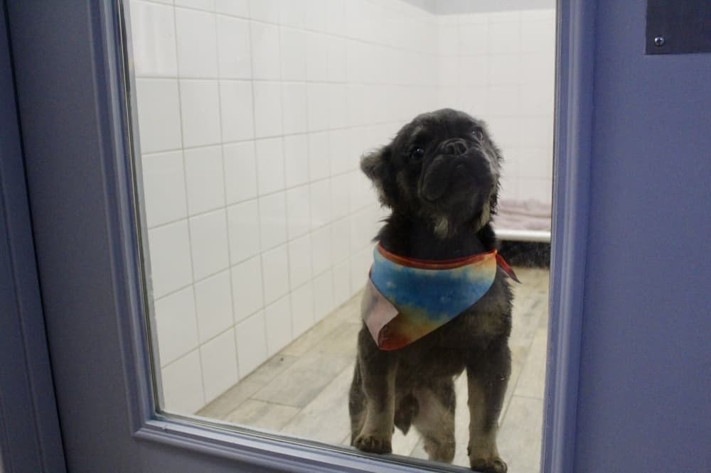 Pets groomed at Dogs Day Inn are kept in a clean area while they wait for their owners. (Jovanna Aguilar/Community Impact)