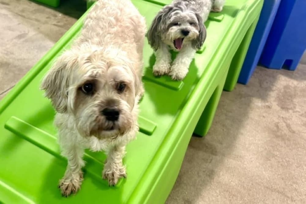Small dogs at Hounds Town