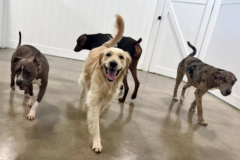 Hounds Town celebrates one year of pet services in north Fort Worth