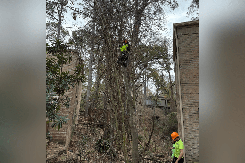 Houston tree care experts trimming trees and performing tree preservation, lawn care, and pest control services