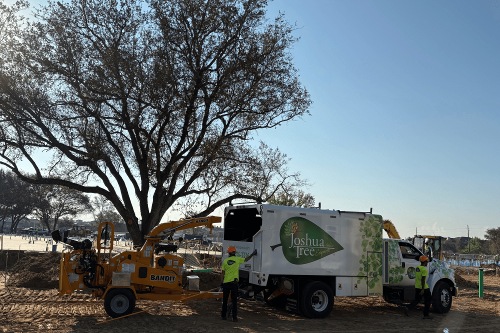 Professional lawn care, mosquito control, and pest prevention services by Joshua Tree Experts in Houston and Fort Bend