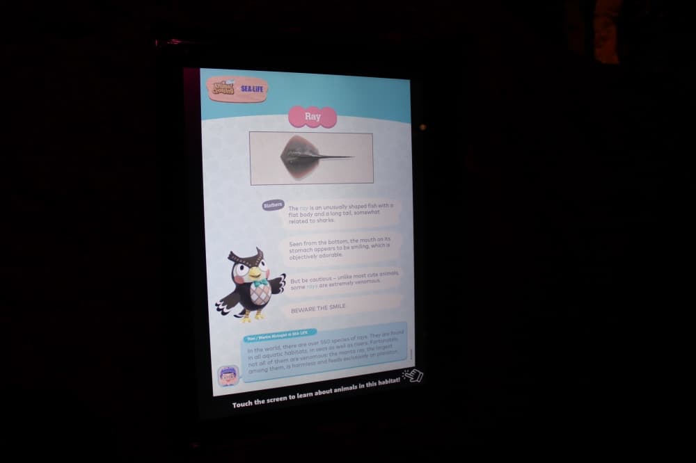 GALLERY: Animal Crossing: New Horizons tour now open at Sea Life Grapevine, two new sea turtles