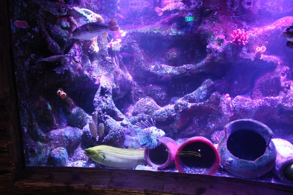 SeaLife Grapevine has a variety of sea creatures for visitors to view at Grapevine Mills. (Patricia Ortiz/Community Impact)