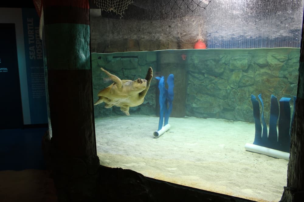 Two Kemp Ridley sea turtles are now on display at SeaLife Grapevine. (Patricia Ortiz/Community Impact)
