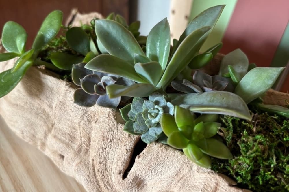 Plants in wood
