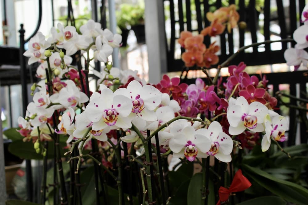 orchids