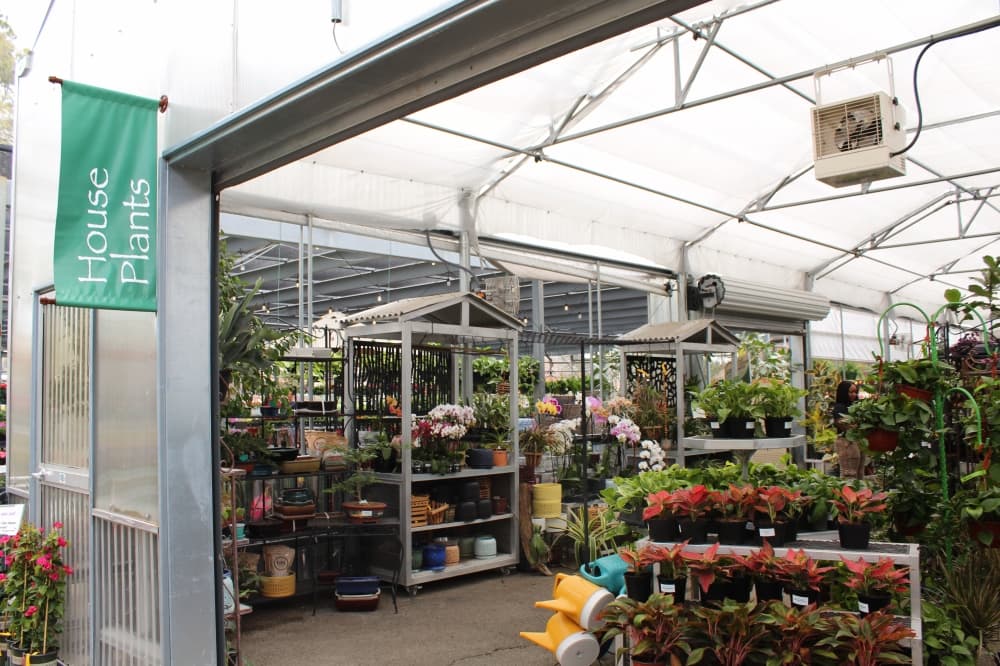 Plants for all Seasons offers a variety of houseplants located in a greenhouse built in 2021. (Jovanna Aguilar/Community Impact)
