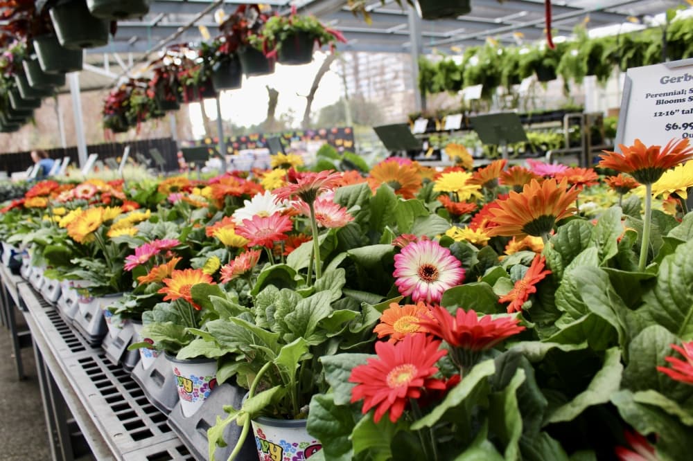 Plants for all Seasons offers garden plants such as daisies. (Jovanna Aguilar/Community Impact)