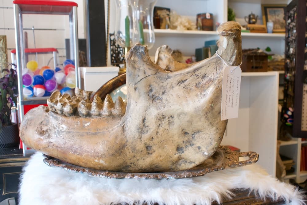 A replica of a mastadon mandible is currently for sale at HereAfter. (Adam Doe/Community Impact)