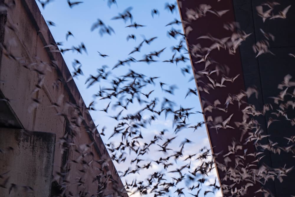 Round Rock bat colony to emerge for spring